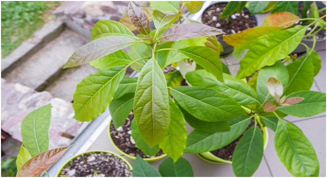 Avocado oil extraction